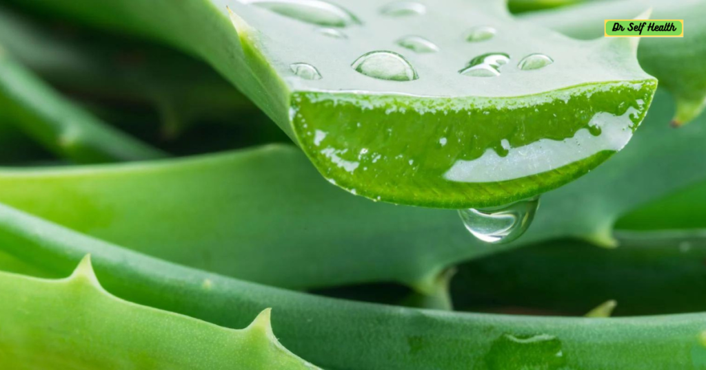 Aloe vera